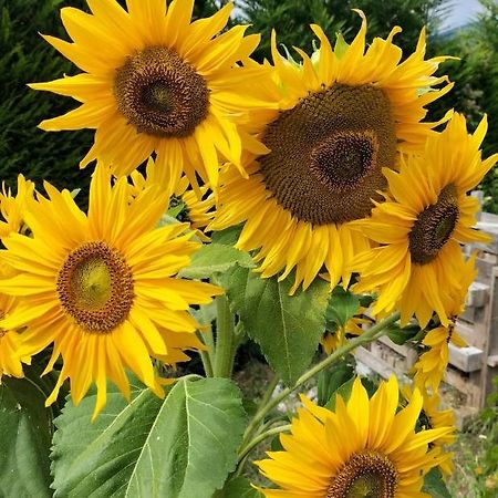 I Girasoli Sanzeno Eksteriør billede