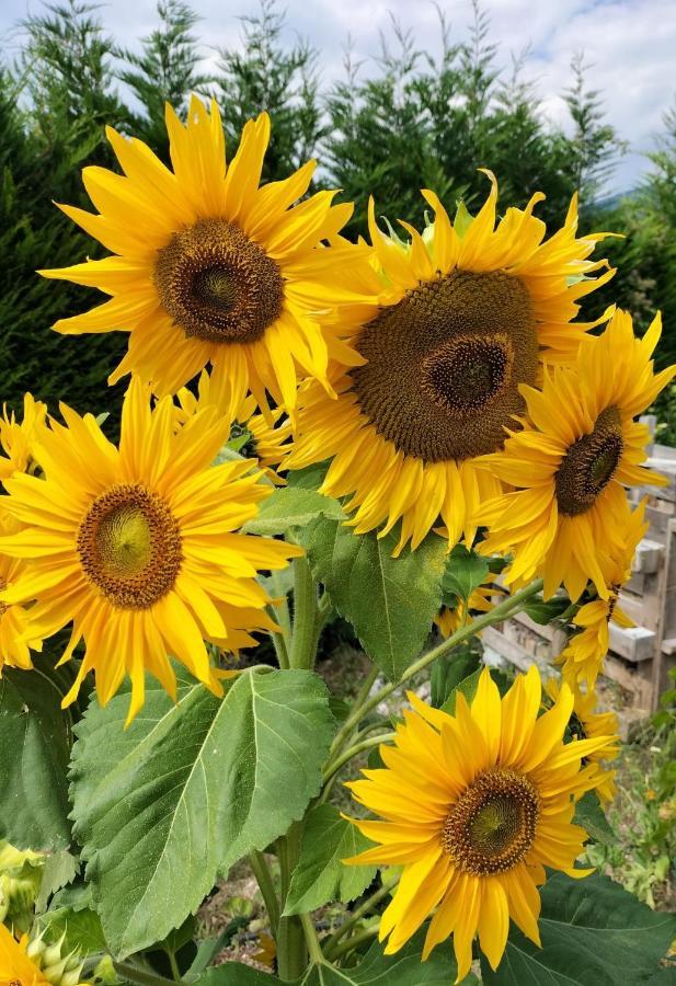 I Girasoli Sanzeno Eksteriør billede