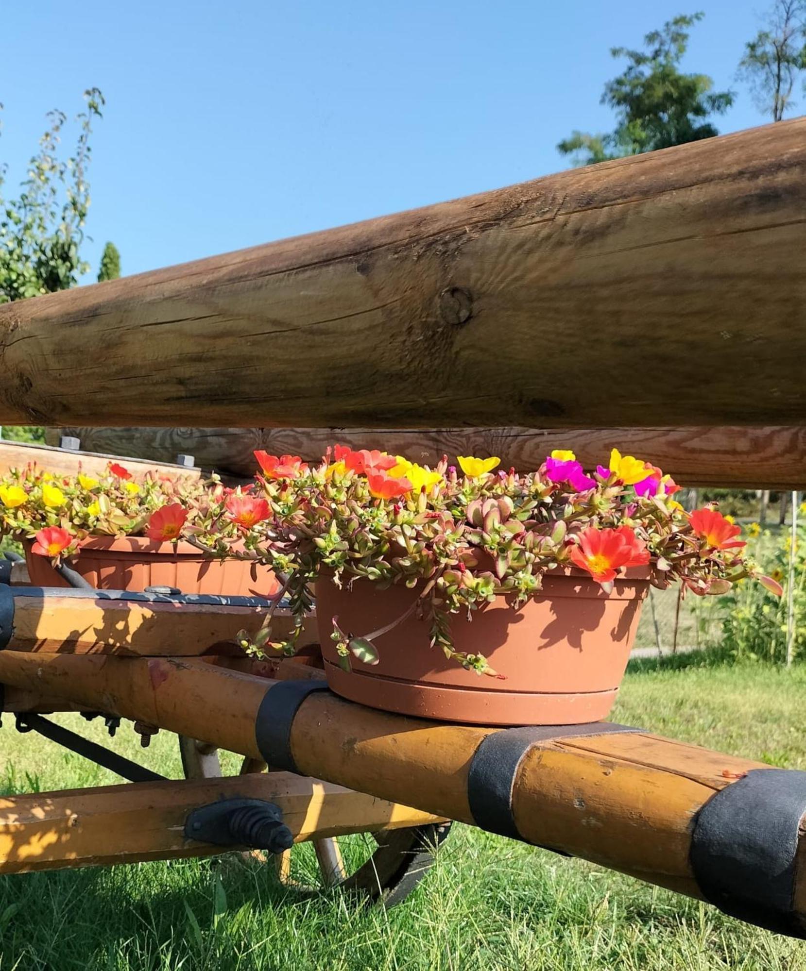 I Girasoli Sanzeno Eksteriør billede