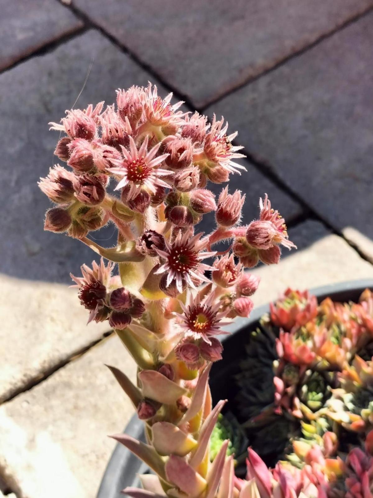 I Girasoli Sanzeno Eksteriør billede
