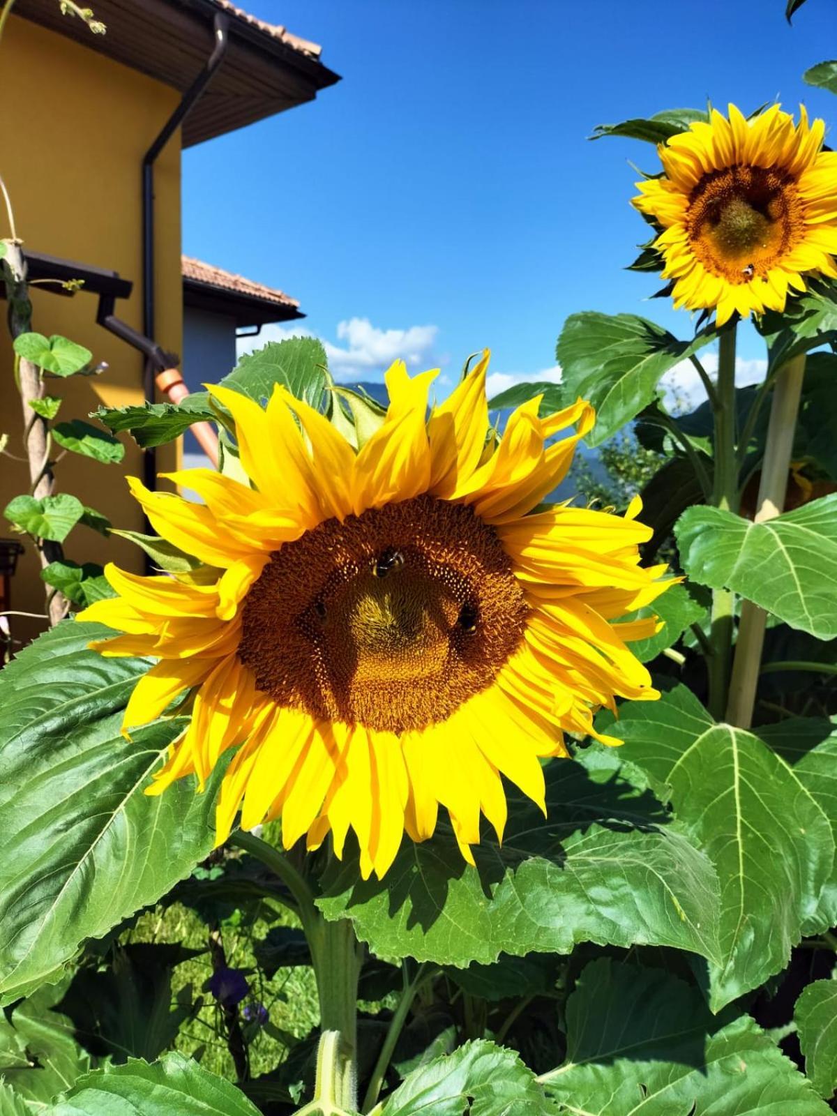 I Girasoli Sanzeno Eksteriør billede