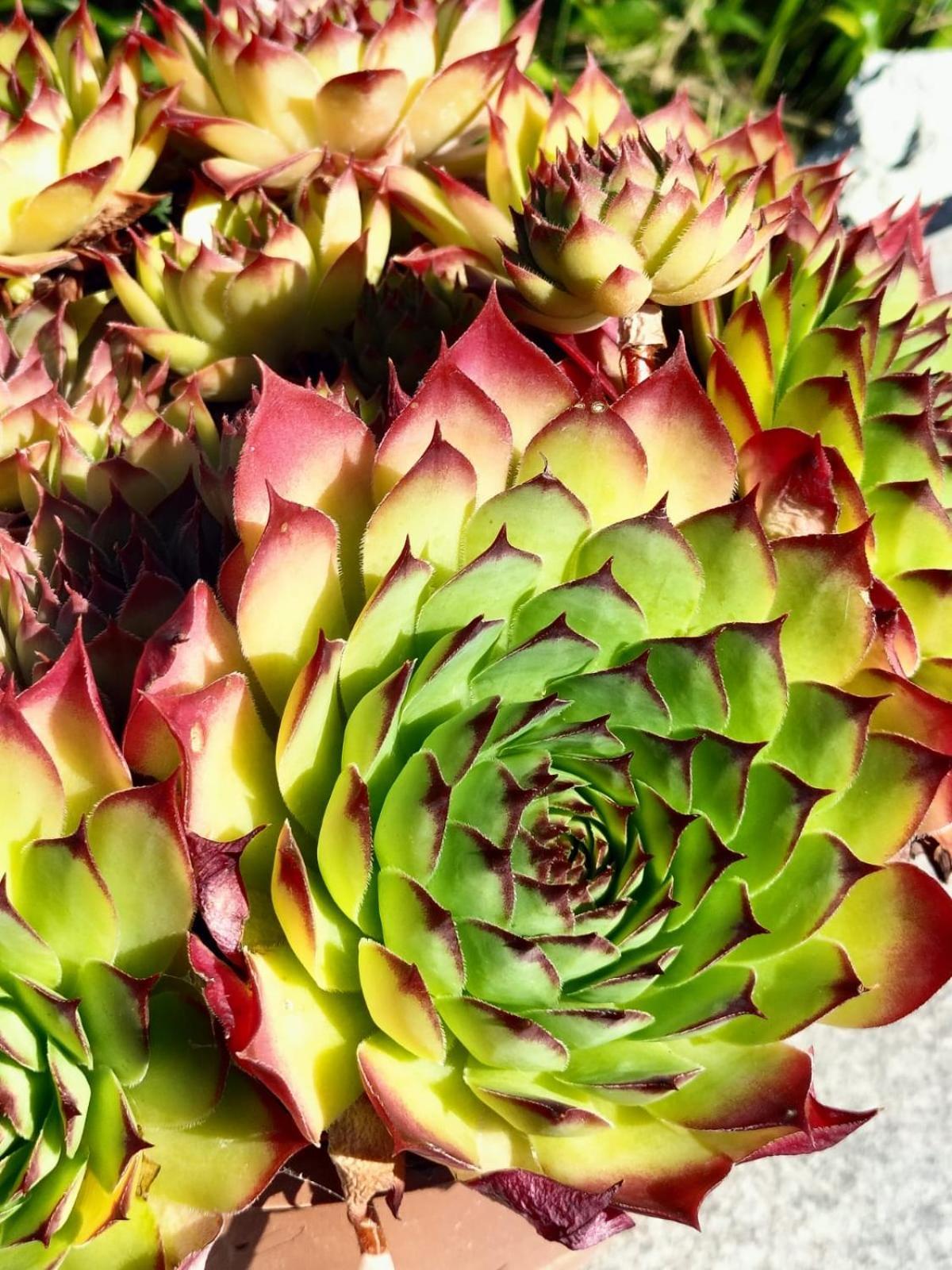 I Girasoli Sanzeno Eksteriør billede